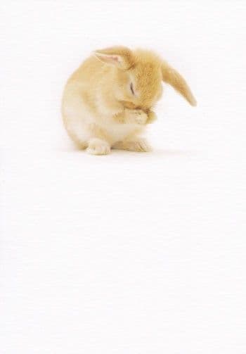 Bunny Blank Greetings Card