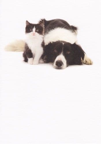 Collie and Kitten Blank Greetings Card