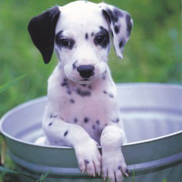 Dalmation Birthday Card