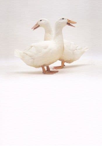 Ducks Blank Greetings Card