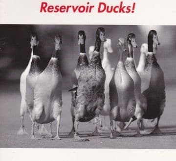 Ducks Greetings Card