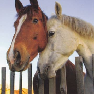 Horses Birthday Card