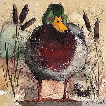Mallard Any occasion greeting card