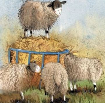 Sheep and Hay Any occasion greeting card