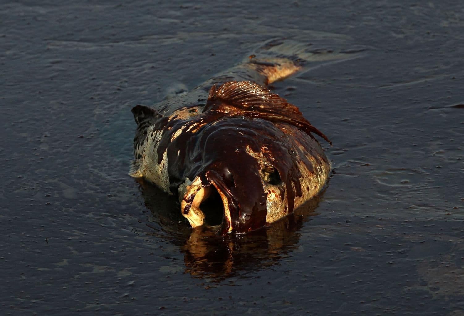 Oil, Silence, and a Familiar Failure: The Gulf of Mexico Spill