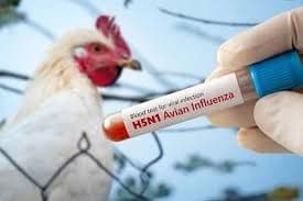 Bird Flu in 2025/2026