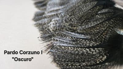 Coq De Leon Pardo Corzuno 