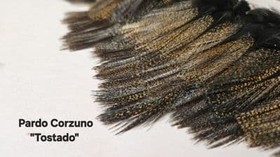 Coq de Leon Pardo  Corzuno 