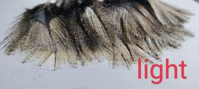 Coq De Leon Rinonada Light