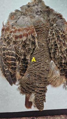 English Brown Partridge Skins