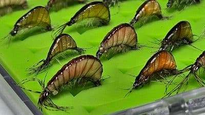 Gaga Shrimp Box