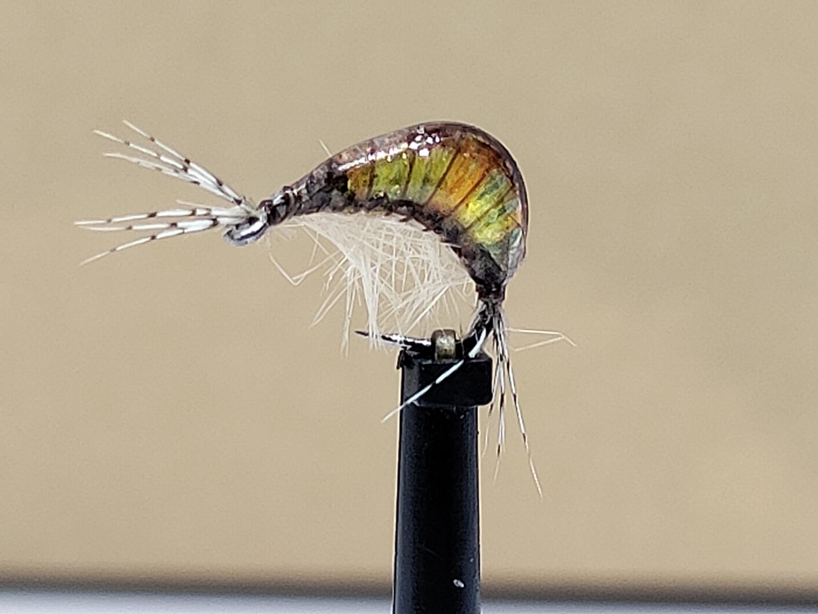 Gaga Shrimps Golden Olive '4'