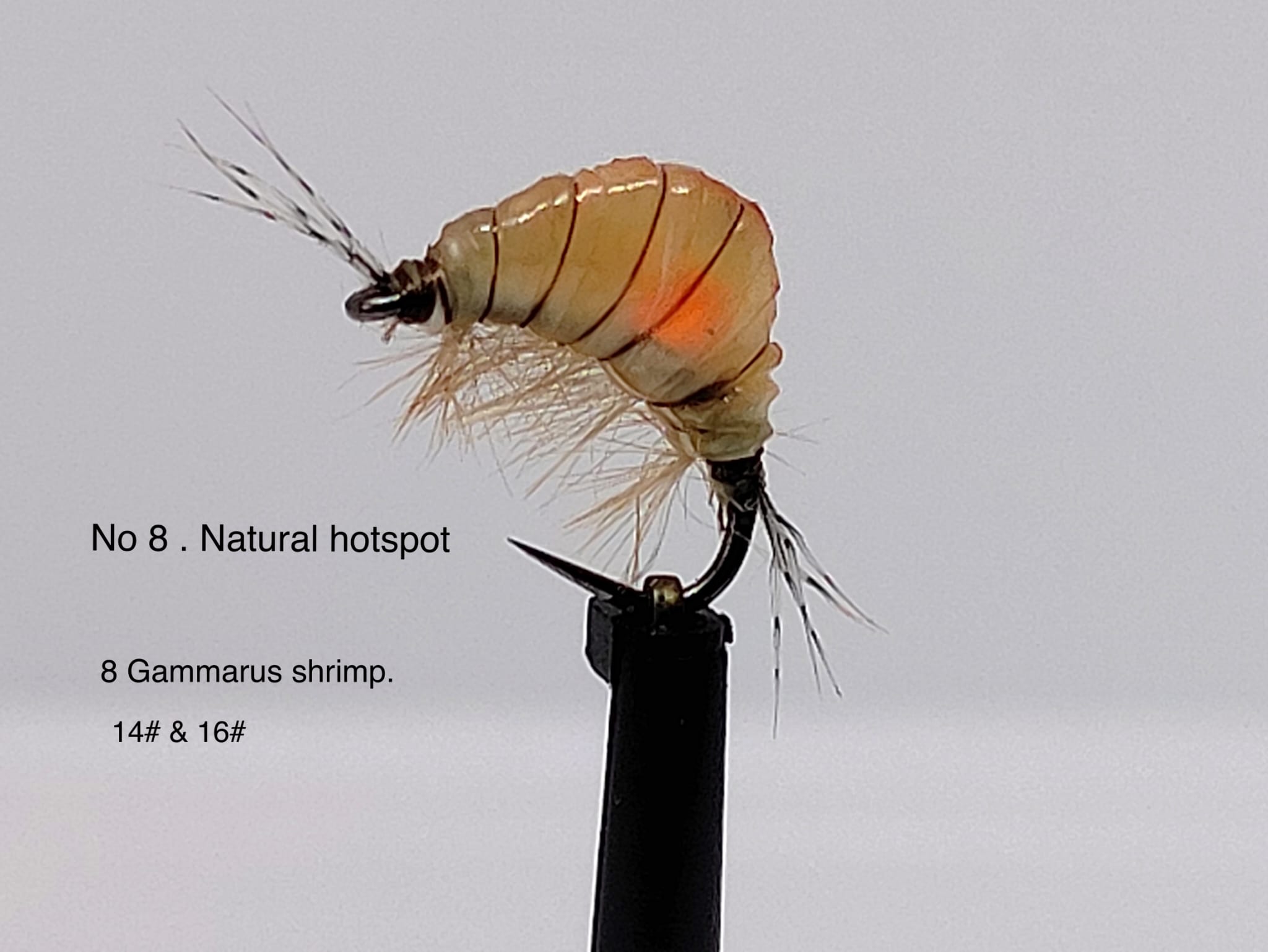 Gaga Shrimps Natural Hotspot '8'