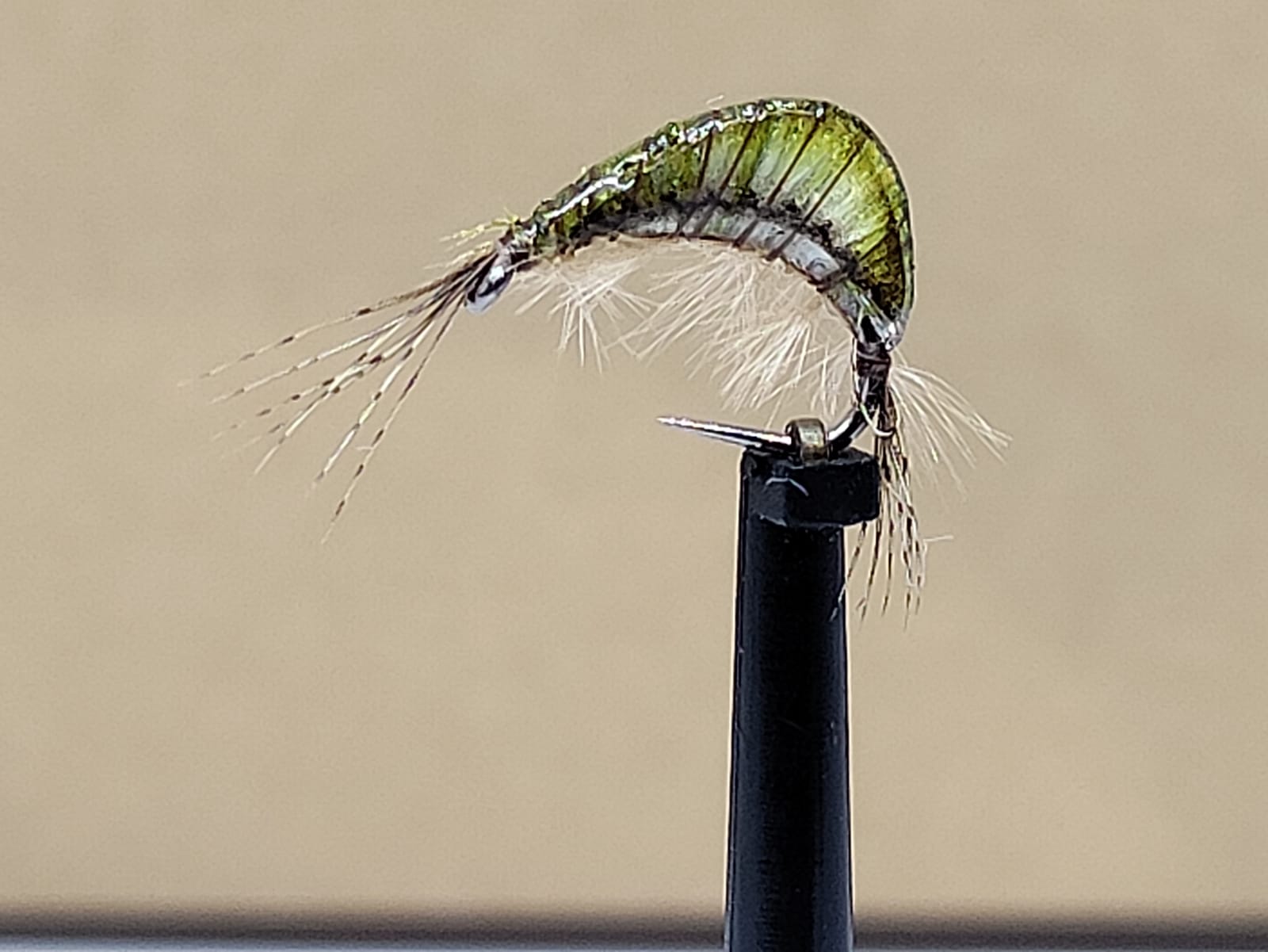 Gaga Shrimps Olive '7'