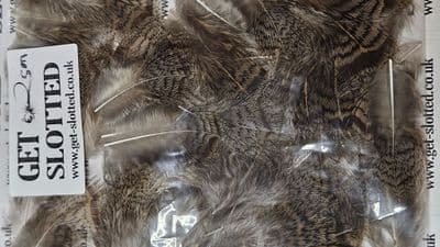 Grey Partridge Brown Back  Feathers