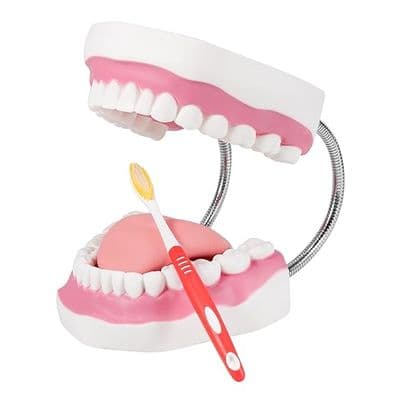 Giant Dental Care Model with toothbrush