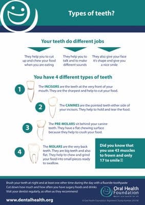 Types of Teeth poster