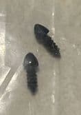 1963-1975 C2 C3 Corvette,Hardtop Rear Bolt Bumper Tips,New