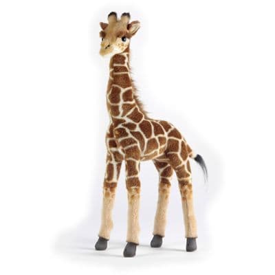 Baby Giraffe