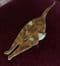 (Sold)Cat Pin by Lea Stein of Paris  -Golden Brown Tortoiseshell Cat Pin