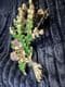Lucky White Heather Scottish Style 1960s  Brooch with Purple Jewels by Exquisite