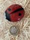 Red and Black Spotted Ladybird Brooch or Ladybug Insect  Pin by Lea Stein Paris