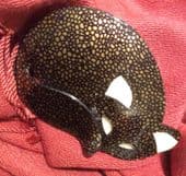 SOLD  A Lea Stein Gomina the Sleepy Cat -  Smart Black Cat Brooch