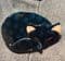 Sold  A Lea Stein Spotty Blue Cat Brooch - Gomina the Cat Pin