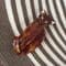 SOLD Lea Stein Egyptian Cat Brooch in Tortoiseshell Browns - Cat Pin