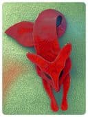 Super Red Fox Brooch - SIgned Lea Stein Fox Pin in Watermarked Silk Look (SOLD)