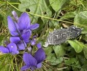 Violet Victorian Name Brooch Hallmark Chester 1892