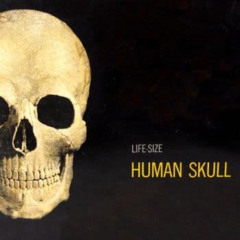 Life Size Human Skull Model Kit Atlantis Models