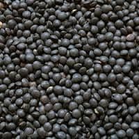 Black Beluga Lentils Organic Bulk Pack