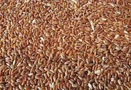 Camargue Red Rice Organic Bulk Pack 5kg