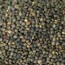 Dark Green French Type Lentils Organic Bulk