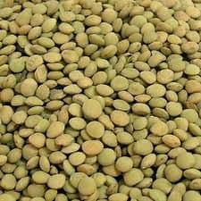Green Lentils Organic 1kg