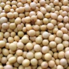 Soya Beans Organic Bulk