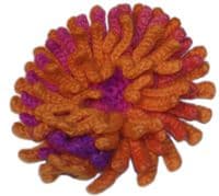 REGGAE OMBRÉ fuchsia 1536