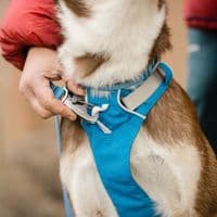Ruffwear Flagline Dog Harness