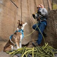 Ruffwear Flagline Dog Harness