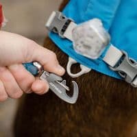 Ruffwear Flagline Dog Harness