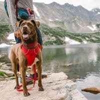 Ruffwear Front Range Dog Collar