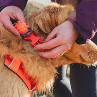 Ruffwear Front Range Dog Collar