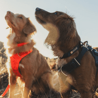 Ruffwear Front Range Dog Collar