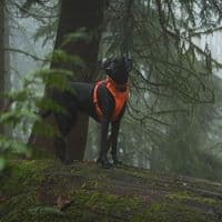 Ruffwear Front Range Dog Harness