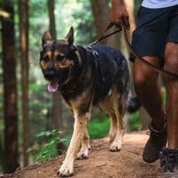 Ruffwear Front Range Dog Lead