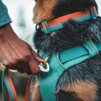 Ruffwear Front Range Dog Lead