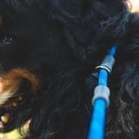 Ruffwear Just-a-Cinch Dog Lead