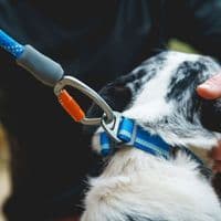 Ruffwear Knot-a-Leash Dog Lead