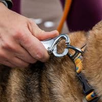 Ruffwear Roamer Bungee Dog Lead